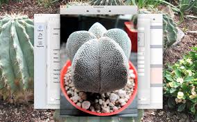 Album De Cactus Haga Un Seguimiento De Su Coleccion De Cactus Y Plantas Suculentas Mac The Fiction Apps Of Andrew Nicolle