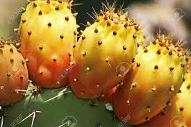 Prickly pears are a subgroup of opuntia, and come in several varieties, according to abbye churchill, garden expert and author of gardens of eden. Close Up Of Prickly Pear Cactus With Ripe Fruits Stock Photo Picture And Royalty Free Image Image 4086101