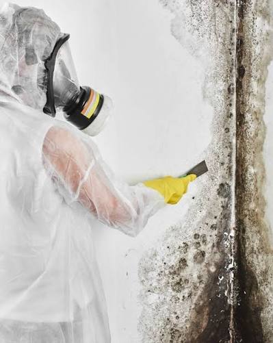 FunGuy Mold Inspections (@funguymoldinspections) · Los Angeles, CA