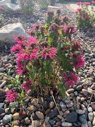 Why Is My Bee Balm Dying Hometalk