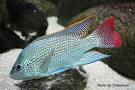 Oreochromis tanganicae - IUCN Red List