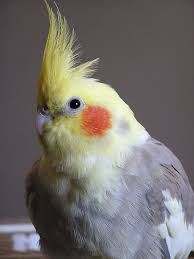 Cockatiel Yellow Bird With Red Cheeks Cockatiel Portrait Cockatiel Pet Birds Pretty Birds