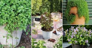 20 Types Of Mints You Should Grow At Least 1nce Mint Varieties