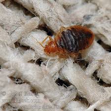 'štěnice' přeloženo ve vícejazyčném online slovníku. Cimex Lectularius Common Bedbug Bed Bug Stenice Domaci Obecna Postelni Krevatnata Drvenica Krevatna æ¸©å¸¦è‡­è™« PatalinÄ— BlakÄ— Vaeggelus Voodilutikas Lutikka Seinalude Punaise Lits Bedwants Stjenica Tumbila Biasa Ø¨Ù‚ Ø§Ù„ÙØ±Ø§Ø´ Cimice Letti Comune Veggdyr