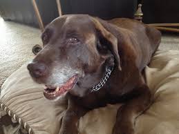 Thank you, {{form.email}}, for signing up. My Dog Had Skin Cancer Healthy Journey Cafe