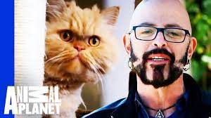 5 Fabulous Pet Friendly Home Transformations Animal Cribs Youtube