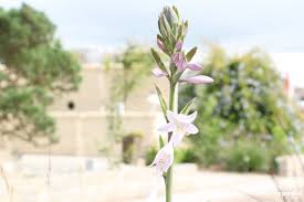 Shop for plantain lily wall art from the world's greatest living artists. Hosta Plant Care How To Grow Plantain Lily Flowers Plantopedia