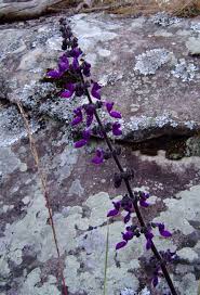 Image result for Coleus hadiensis