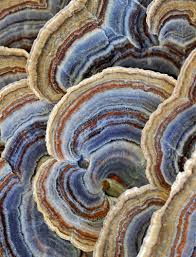 Image result for Russula perlactea