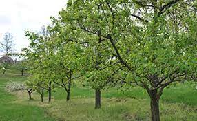 A plant such as an apple tree can't bear its fall fruit until it has first had a spring flowering. Solving Fruit Tree Blooming Bearing Problems Stark Bro S