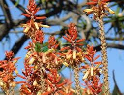 Image result for Asphodelaceae