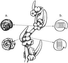Image result for Suaeda sp. B