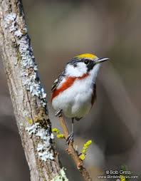 Birds Of A Feather Song Rio Chestnut Sided Warbler Beautiful Birds Bird Photo Birds
