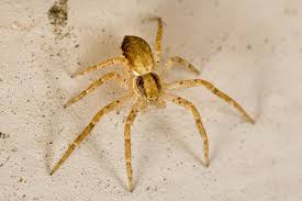 There are two spiders in north america that are equally dangerous and can kill humans.the brown recluse and the black widow. North America S Most Venomous Spiders May Surprise You 4 Is A Lot More Common Than You May Think