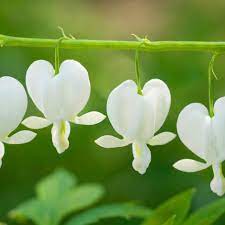 Wall hanging heart shape glass pots planter, transparent hydroponic flower plant. Buy Bleeding Heart Syn Dicentra Spectabilis Alba Lamprocapnos Spectabilis Alba 6 99 Delivery By Crocus