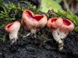 Image result for Coccinia senensis