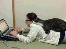 Survival Guide For Cat Parents Who Work At Home Cattime Funny Cats Cats Cat Parenting