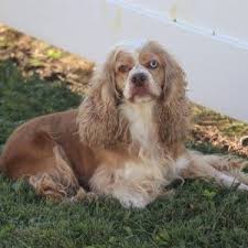 My beautiful girl, goldie has given birth to 10 amazing healthy puppies! Dixie Cocker Spaniel Puppy For Sale In Ohio Cocker Spaniel Puppies Cocker Spaniel Spaniel Puppies