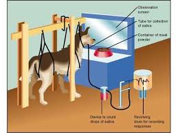 Pavlov S Dogs Simply Psychology Learning Theory Psychology Terms Psychology