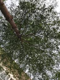 9 likes · 19 were here. Dr Azima Akar Kuat Pokok Kukuh Sebatang Pokok Tubuh Facebook
