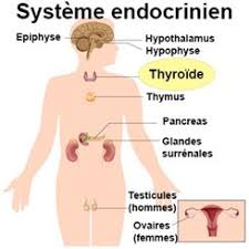Mis en ligne par le dr muriel benichou. Nodule Thyroidien Symptomes Traitement Definition Docteurclic Com