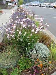 Lavandula (common name lavender) is a genus of 47 known species of flowering plants in the mint family, lamiaceae. Gaura Lindheimeri Tangly Cottage Gardening Journal