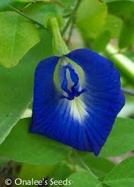 Image result for Clitoria