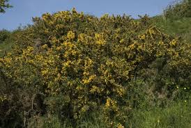 Image result for Ulex