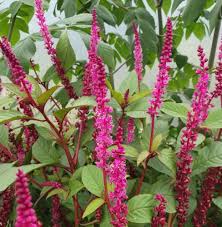 Image result for Phytolacca