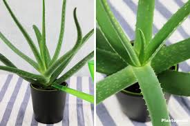 Chez paris pousse, vous la trouverez sous le doux nom de. Aloe Vera Plante Conseils De Arrossage Rempotage Et Entretien Plantopedia