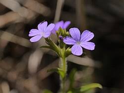 Image result for Buchnera buchneroides