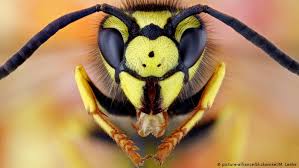 Maybe you would like to learn more about one of these? Good Bees Bad Wasps Environment All Topics From Climate Change To Conservation Dw 19 09 2018