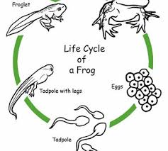 Color The Life Cycle Frog Worksheet Education Com Animal Life Cycles Life Cycles Life Cycles Preschool