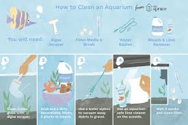 Cleanliness is very important for fish tanks, but. How To Clean A Dirty Fish Tank The Right Way