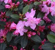 Rhododendrons Pruning Winter Care And Fertilizing Hawks Landscape Inc