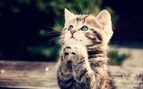 Wallpapers for mobile, iphone, ipad, tablets, android phones, windows phones and desktop backgrounds. Kitty Cat Wallpapers Top Free Kitty Cat Backgrounds Wallpaperaccess