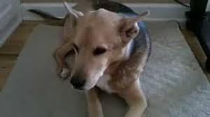 Jibi My Dog Had A Stroke Before After Now Youtube