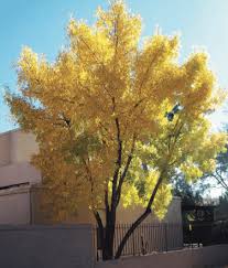 Image result for Fraxinus velutina
