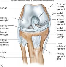 Digital skills (it) english & maths. Anterior Cruciate Ligament Acl Injuries Core Em