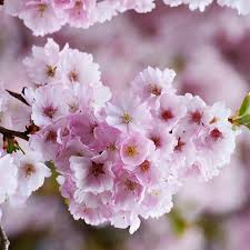 Apr 15, 2020 · japan is known around the world for its cherry blossom festivals. Japanese Cherry Blossom Fragrance Oil