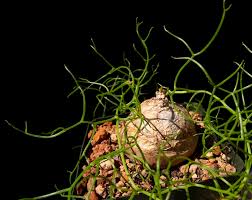 Image result for Bowiea volubilis