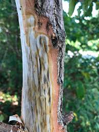 Home repair, local contractors, remodelers, handyman Laurel Wilt Disease Detected On Tennessee Sassafras Trees