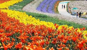 Tanaman hias bunga merupakan tanaman hias yang banyak digandrungi oleh penggemar tanaman bunga. 8 Festival Bunga Korea Selatan