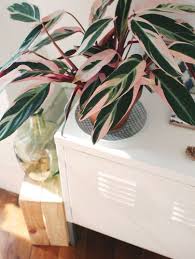Entra En Www Youcandeco Com Y Disena El Espacio Para Tu Planta De Interior Safe House Plants House Plants Plants
