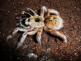 Darlingi's protuberance slants towards the back of the spider. Beginner S Guide To The Greater Horned Baboon Tarantula