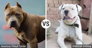 The american bulldog has a history that is traced back to 1121 bc and some would argue even thousands of years before that. Pitbull Vs Bulldog 17 Unterschiede Mit Bildern 2021 Hunde Zauber