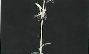 Image result for Habenaria tweedieae