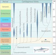 Sharks and bony fish have a sensory system for detecting motion in the water around them, called the lateral line system. Chondrichthyes Wikipedia