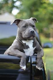 pin by abbey keysor on dogs pitbull terrier cute animals cute puppies