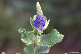 Image result for Coleus hereroensis